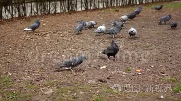 鸽子在公园的草地上寻找食物。