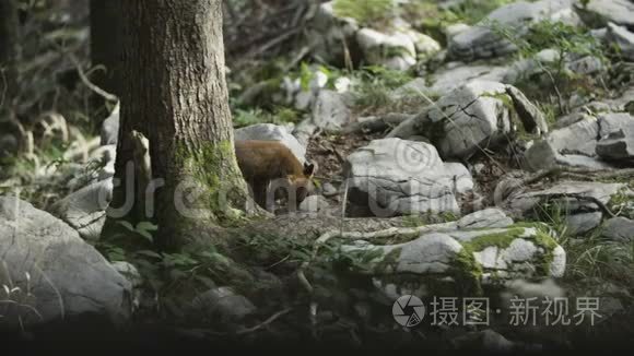 野狐正在寻找食物视频