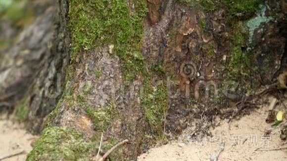 青苔生长在一棵大树的树皮上视频