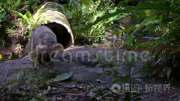 慢动作吃螃蟹的猫鼬在大自然中靠近河流行走