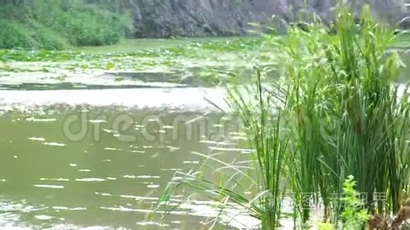 风天池塘上的芦苇视频