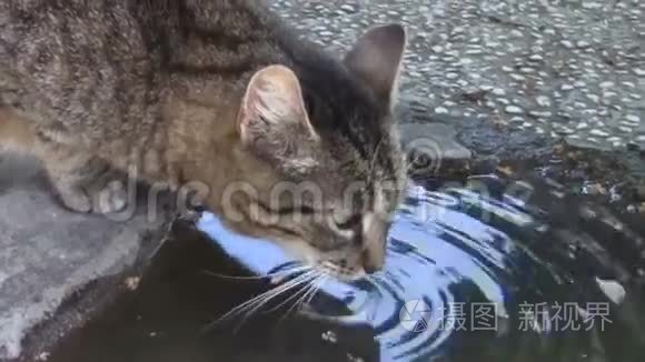 猫的饮用水视频