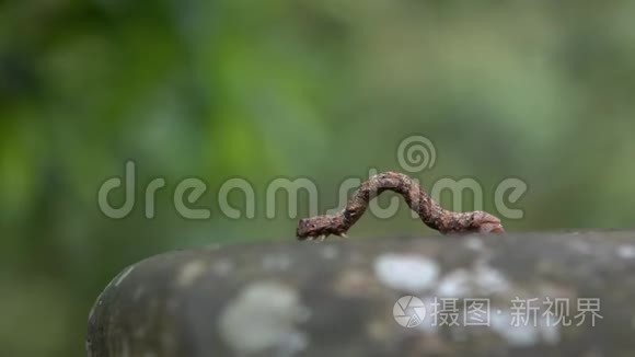 毛虫在山野树木中爬行视频