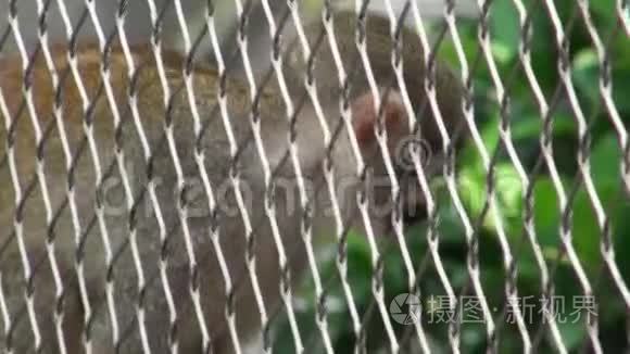 灰冠中美洲松鼠猴视频
