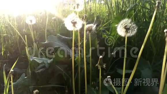 蒲公英种子随风飘过一个夏天的田野背景，概念形象意义的变化，生长，运动