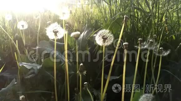 蒲公英种子随风飘过一个夏天的田野背景，概念形象意义的变化，生长，运动