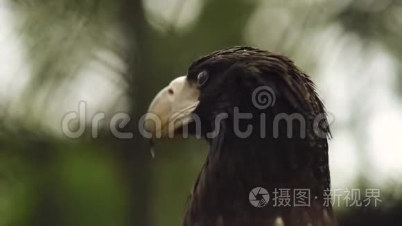 老鹰在动物园关门视频
