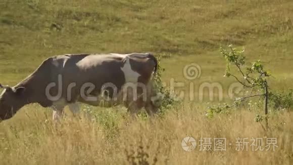 草地上的一头牛嚼草。 动物牛的特写