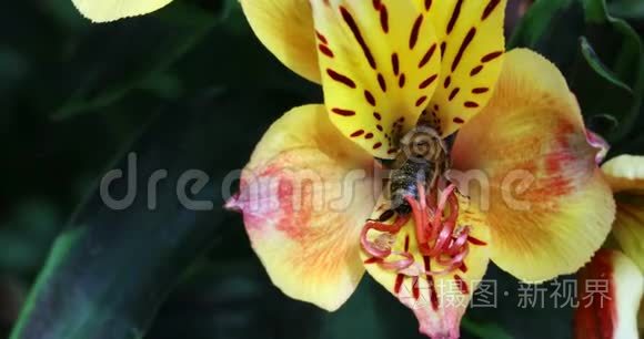 蜜蜂在美丽的花朵里享受花蜜视频