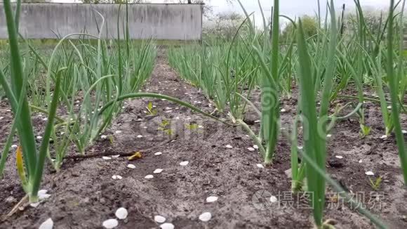 洋葱种植园芽苗的特写视频