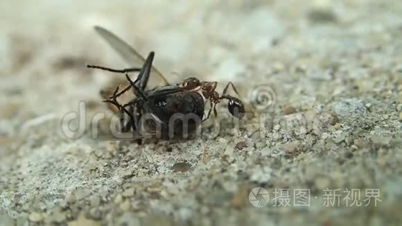 蚂蚁和一只还活着的苍蝇视频