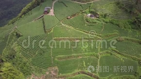 台湾阿里山大茶园. 鸟瞰图