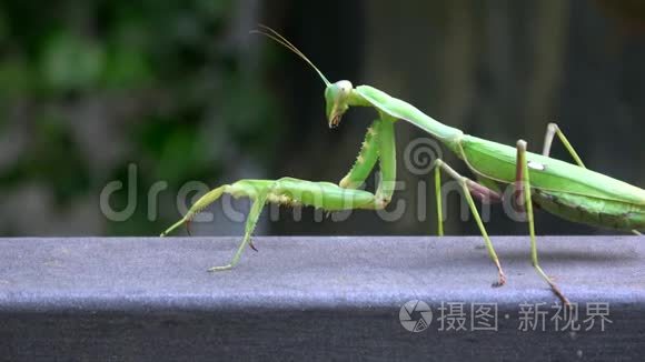 4k一只绿色螳螂的特写昆虫在散步