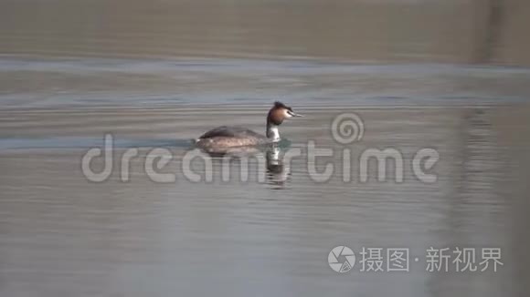 克雷斯特格雷伯视频