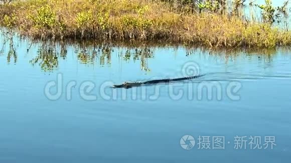 鳄鱼在运河里游泳视频