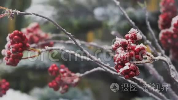 灌木丛上的霜红色浆果。 冬季园艺自然。 特写