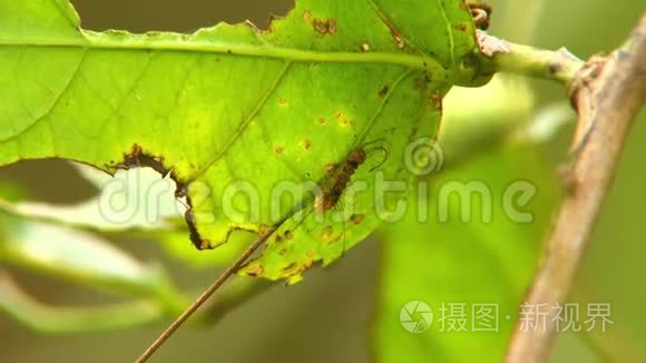 叶下长的蚕毛虫