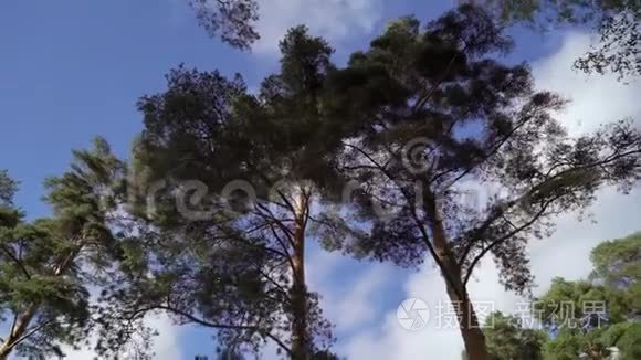 秋天或夏天的松树视频