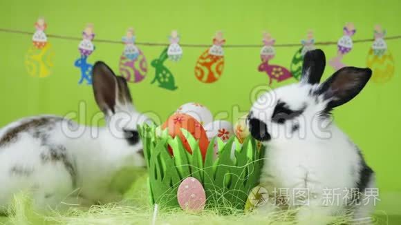 两只黑耳朵的白色复活节兔子