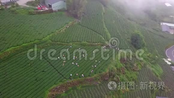 台湾阿里山乌龙茶种植场工作人员。 鸟瞰图