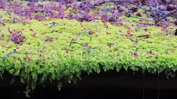 长满的苔藓滴水视频的预览图