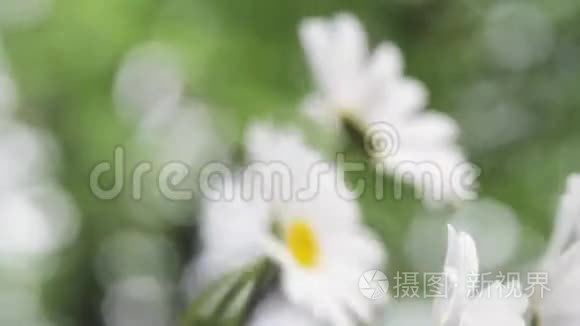 风中的雏菊花视频