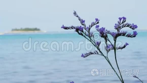 在海上迎风盛开的紫色植物，