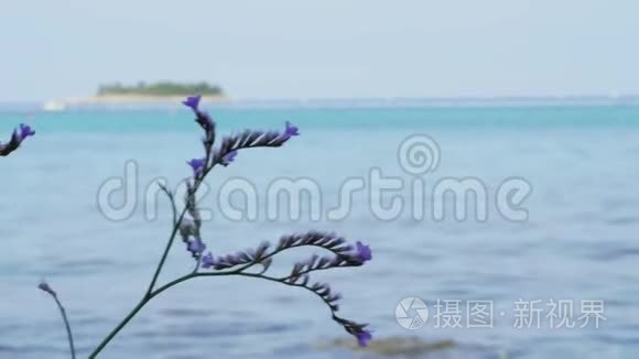 紫植物，风对海，岛，手持