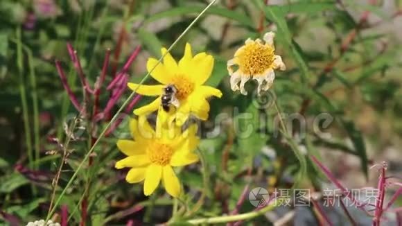 黄色花朵中的蜜蜂视频