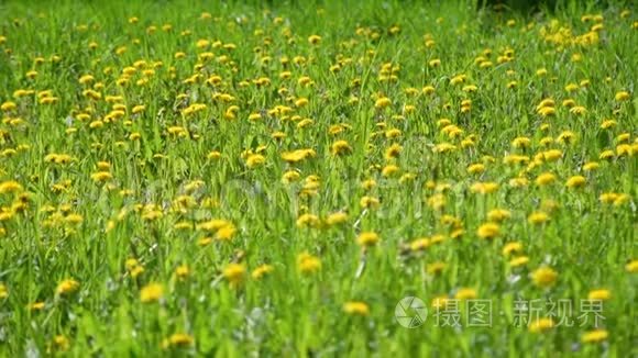 女人走过黄色蒲公英的田野视频