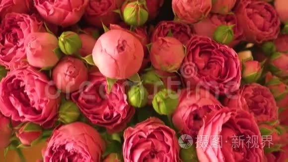 粉红色和红色玫瑰的气味视频