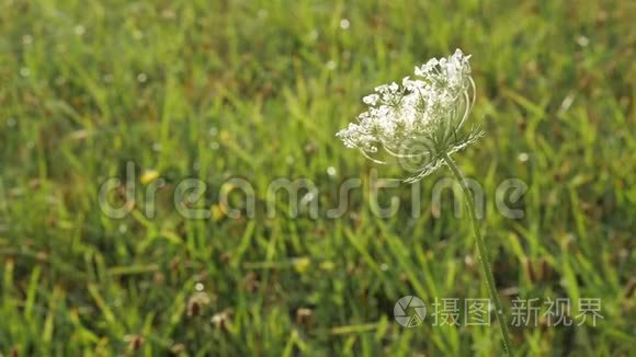 白草花运动自然镜头视频剪辑视频