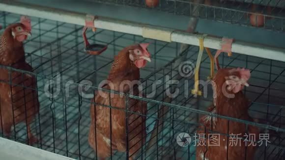 市场上笼子里的鸡视频