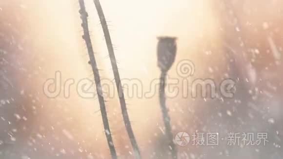 雪花飘落在鲜花上视频