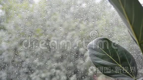 窗外阴雨天气恶劣的榕树叶片视频