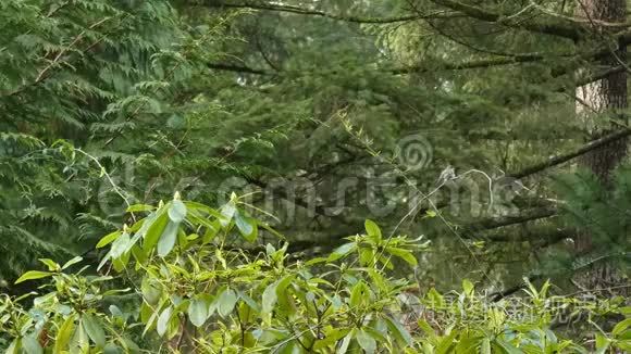 蜂鸟高高地坐在树枝上视频