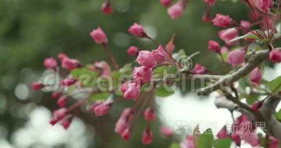 日本樱花季中的粉樱芽萌发视频