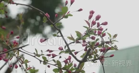 日本樱花季中的粉樱芽萌发视频