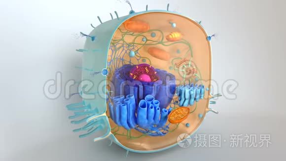 人类细胞内部结构视频