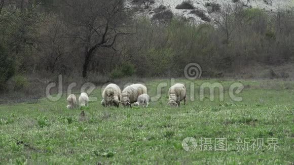 春天在绿荫里偷窥和羔羊视频