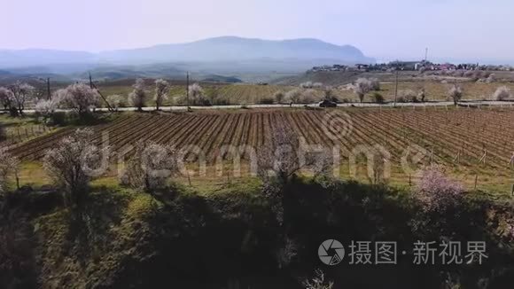 春天，盛开的杏树，乡村的风景，在裸露的葡萄园里