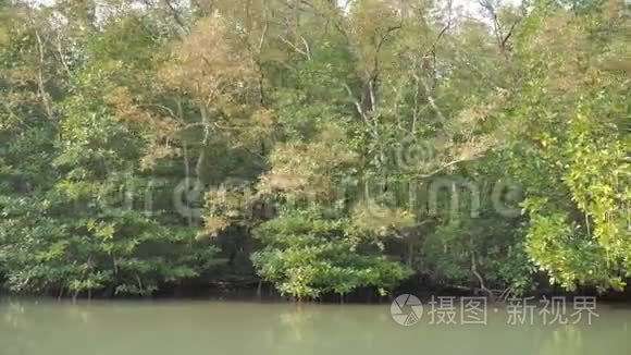 河口红树林保护海洋自然环境视频