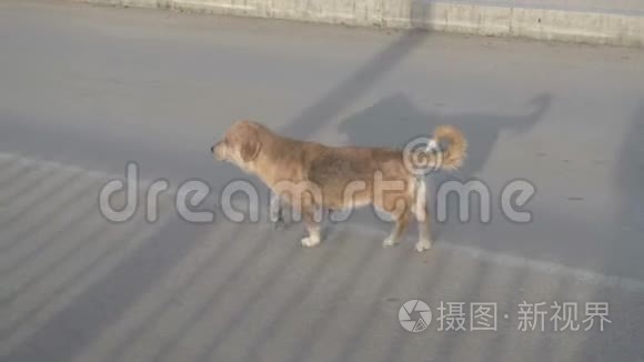 一只流浪狗沿着马路跑视频