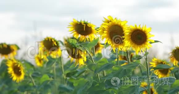 向日葵在一片田野，自然，风景.