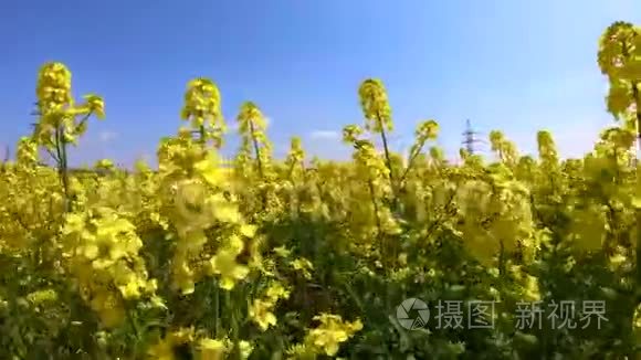 油菜花在晴空下随风摇曳视频