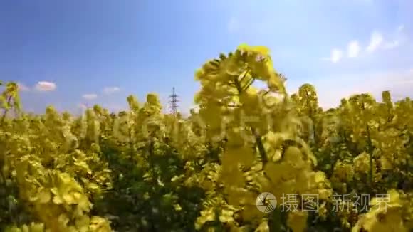 油菜花在晴空下随风摇曳视频