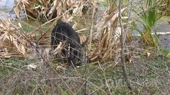 佛罗里达湿地的野生猪饲料视频
