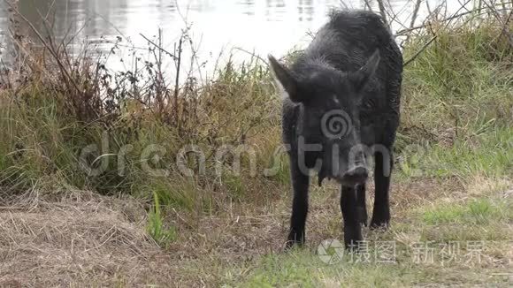 佛罗里达湿地的野猪雌性饲料视频