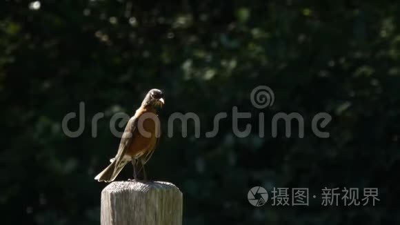 雄红知更鸟坐在栅栏柱上看危险视频