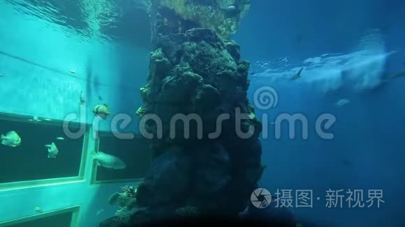 瓦格霍尔水族馆景点学习中心视频